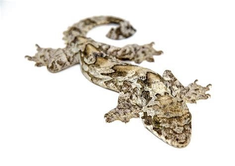 Flying Geckos For Sale American Reptile Distributors
