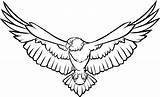 Soaring Aves Hawk Elang Burung Ilustrasi sketch template