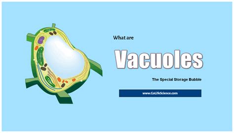 vacuoles structure types functions  diagram