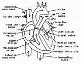 Heart Diagram Flow Blood Human Anatomy Sketch Simple Outline Drawing Coloring Through Valves Labels Labeled Structure Pages Organ Chambers Internal sketch template