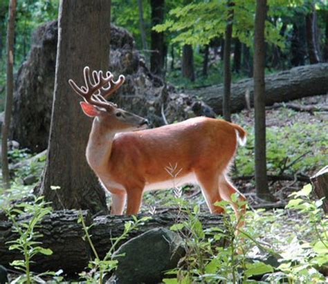 ohio deer hunters surveyed  leasing land public hunting