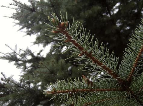 pine tree pictures information   pine tree species