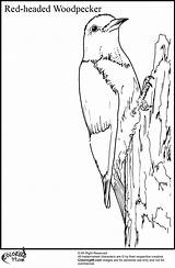 Woodpecker Headed Fronted Teamcolors Designlooter Bookmark sketch template
