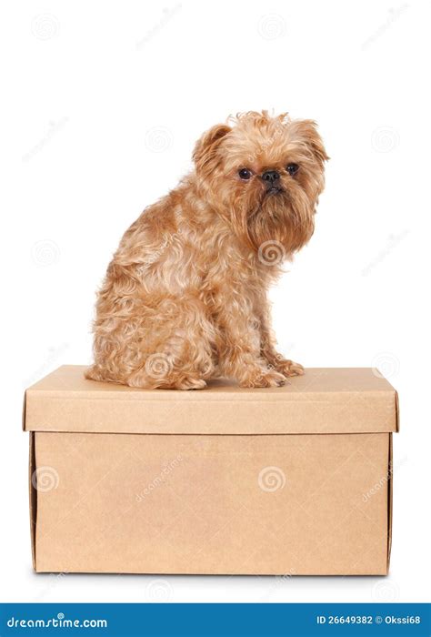 dog  cardboard box stock photography image