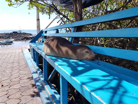 everyday scene   galapagos islands raww