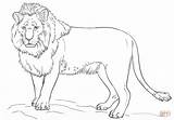 Coloring Lion Pages Standing Drawing Printable sketch template