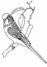 Budgie Coloring Pages Budgies Getdrawings sketch template