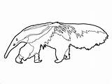 Anteater Coloring Pages Kids Coloringbay sketch template