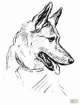 German Shepherd Coloring Dog sketch template