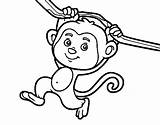 Monkey Hanging Coloring Branch Colorear Coloringcrew sketch template
