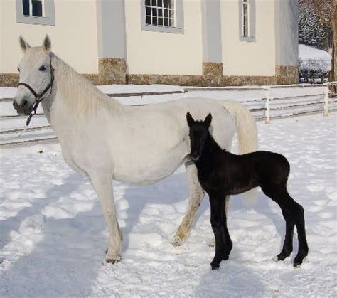 coat color genes  color  nea horse breeds white horses