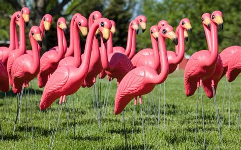 meaning   pink flamingo   yard backyardway