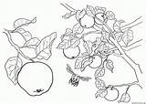 Colorare Mela Albero Frutta Disegni sketch template