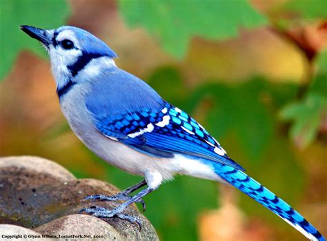 blue jay visits  backyard bird bath  locust fork news journal