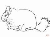 Chinchilla Coloring Pages Cute Printable Tailed Print Long Sketch Drawing Colorings Getdrawings Color Getcolorings Template sketch template