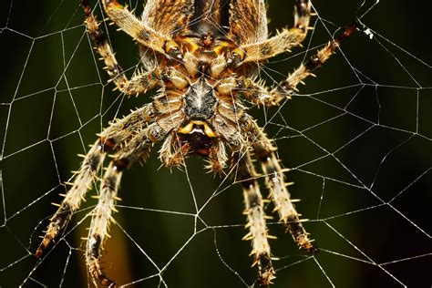 giftige spinnen  nederland image