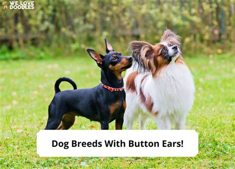 dog breeds  button ears   love doodles