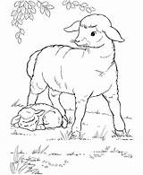 Sheep Coloring Pages Popular sketch template