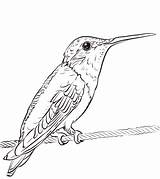 Coloring Hummingbird Ruby Throated Pages Printable Hummingbirds Categories Drawing sketch template