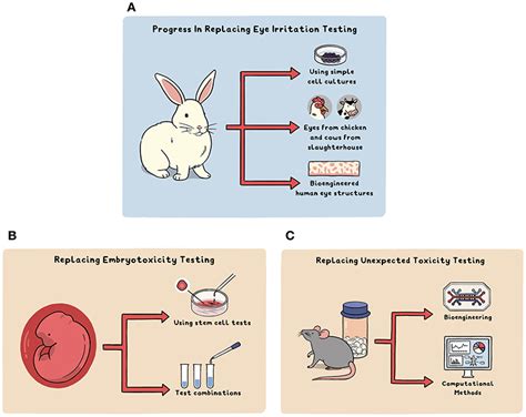 replacing animal testing    frontiers  young minds