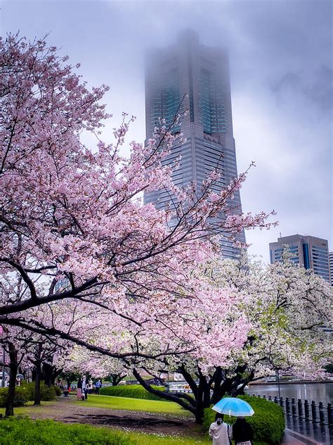 cherry blossom walk photograph  lisa soots pixels