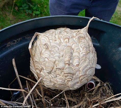 Biggest Asian Giant Hornet Nest Discovered In Jersey