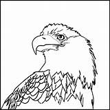 Eagle Coloring Bald Pages American Outline Printable Head Kids Color Drawing Clipart Sheet Animals Sea Print Patriotic Flying Cliparts Welding sketch template