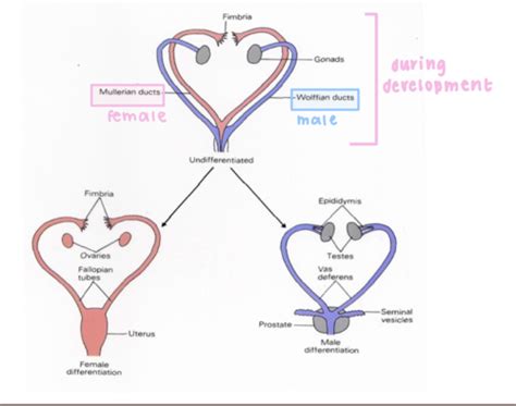 Sex Determination Sex Chromosomes Flashcards Quizlet