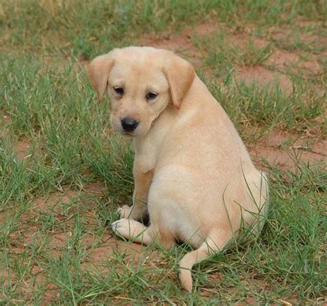 yellow american lab puppies field bred