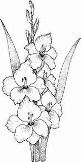 Flower Gladiolus sketch template