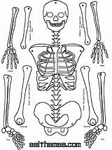 Skeleton Printable Human Puzzle Cut Body Print Skeletal Paper Science Bones Worksheet Halloween Grade Kids Outs Part Make Squelette Together sketch template