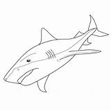 Tigre Requin Shark Sharks Gratuit Tiger Fois Imprimé sketch template