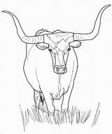 Cow Clarabelle Coloringbay Boi Colorir sketch template