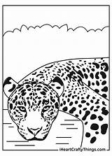 Jaguar Iheartcraftythings Jaguars sketch template