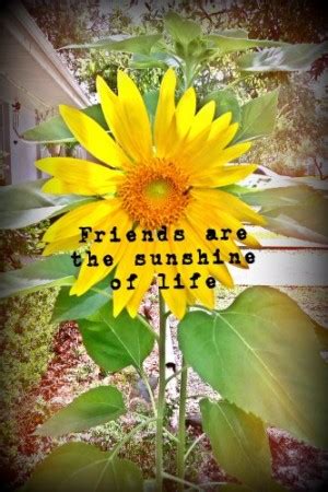 sunflower friendship quotes quotesgram