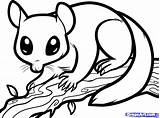 Sugar Glider Coloring Possum Nocturnal Draw Animals Opossum Pages Drawing Gliders Clipart Step Animal Print Color Colouring Printable Dragoart Getcolorings sketch template