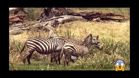 lion  zebra real fight video dailymotion