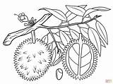 Durian Coloring Pages Tree Seed Lemon Drawing Mango Cross Sketch Branch Section Fruit Cranberry Seeds Almond Fruits Trees Printable Getcolorings sketch template