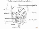 Digestive Digestivo Sistema Anatomie Verdauungssystem Biologie Supercoloring Malvorlagen sketch template