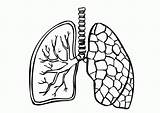 Respiratory System Clipart Coloring Library Lung Cliparts sketch template