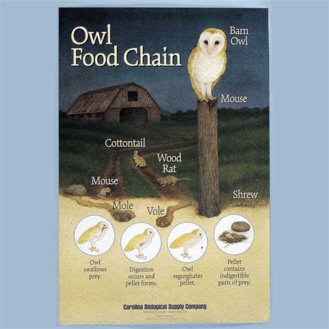 owl food chain poster carolinacom