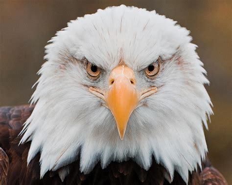 eagle eye photograph  katie abrams fine art america