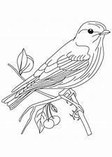 Coloring Sparrow Getdrawings Bluebird sketch template