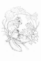 Bergsma Pencil Coloriages Zeichnen Volwassenen Eichhörnchen Tattoo Kolorowanki Sami Rysuje Carving Vari Fuchs Schablone Aquarell Tier Zeichen Afrikanische Jody Maryjne sketch template