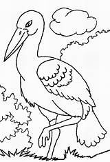 Coloring Pages Stork Storks Drawing Print Color Getdrawings Coloring2print sketch template