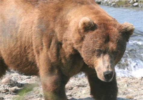 Estimate The Size Of This Big Brown Bear Killed By