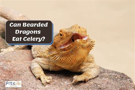 bearded dragons eat celery read  feeding guide