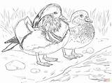 Coloring Duck Pages Mandarin Wood Duckling Male Drawing Female Canard Color Printable Supercoloring Print Steer Et Sheet Getcolorings Main Coloriage sketch template