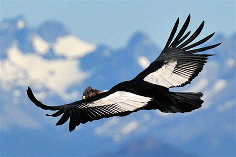 male andean condor vultur gryphus  flight patagonia dreaming