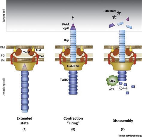 aim load fire  type vi secretion system  bacterial nanoweapon